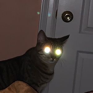 Meet your Posher, Sam